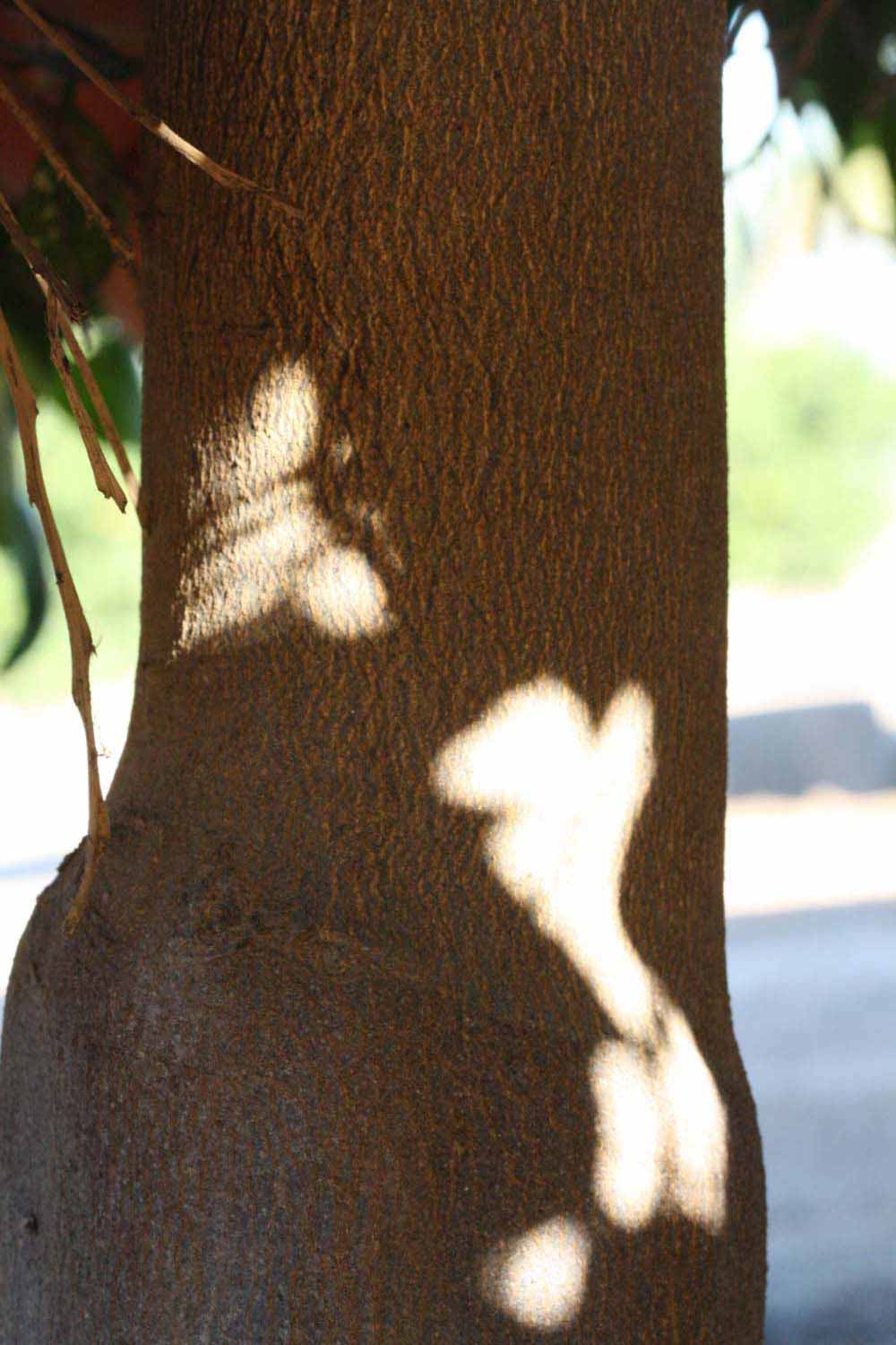            Bark (Riverside, CA)   